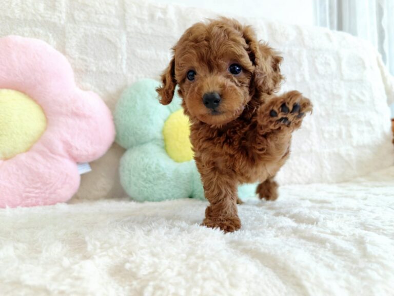 Male 1, Male Toy Poodle puppy