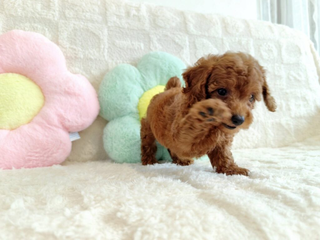 male Toy Poodle puppy