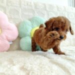 male Toy Poodle puppy