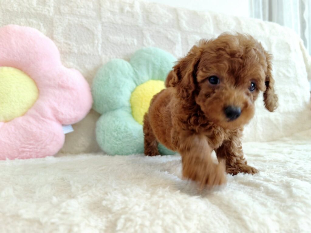 male Toy Poodle puppy