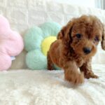 male Toy Poodle puppy