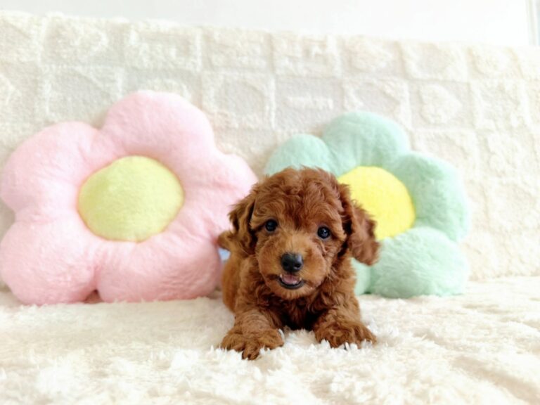 Female 1, Female Toy Poodle puppy