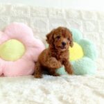 female Toy Poodle puppy