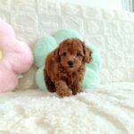 female Toy Poodle puppy