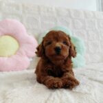 female Toy Poodle puppy