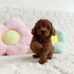 female Toy Poodle puppy