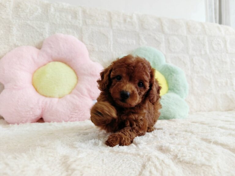 Female 2, Female Toy Poodle puppy