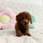 female Toy Poodle puppy