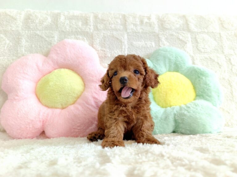 Female 3, Female Toy Poodle puppy