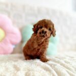 female Toy Poodle puppy