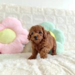 female Toy Poodle puppy