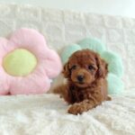 female Toy Poodle puppy