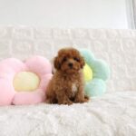 female Toy Poodle puppy