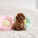 female Toy Poodle puppy