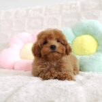 female Toy Poodle puppy