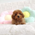 female Toy Poodle puppy