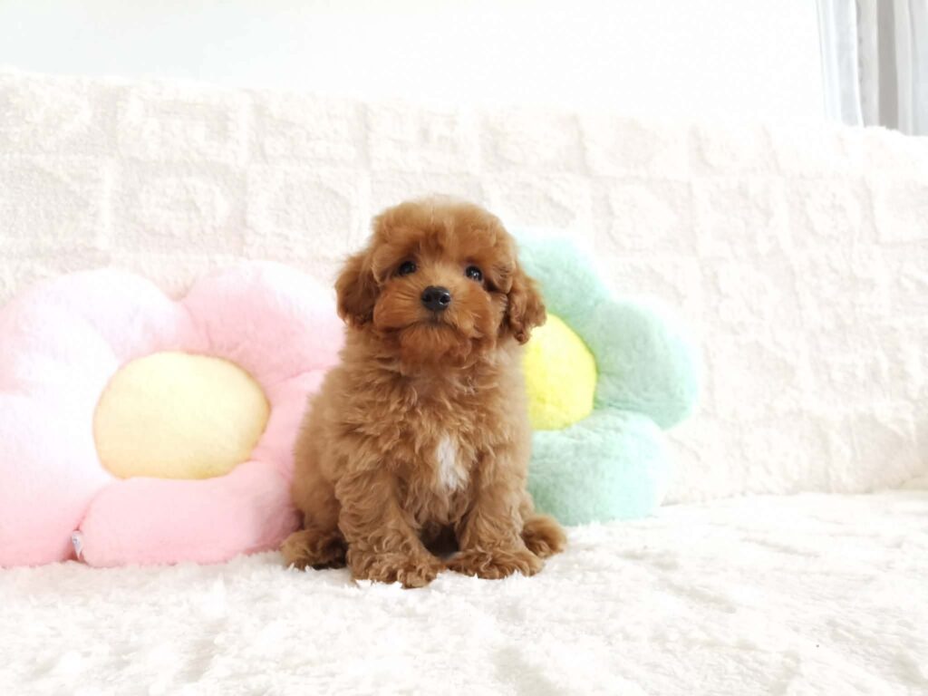 female Toy Poodle puppy