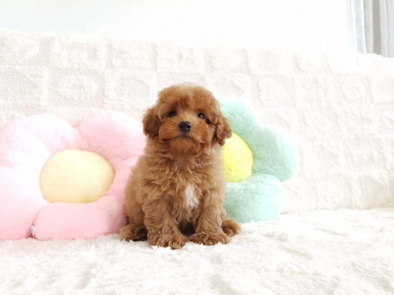 Female 1, Female Toy Poodle puppy