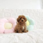 female Toy Poodle puppy