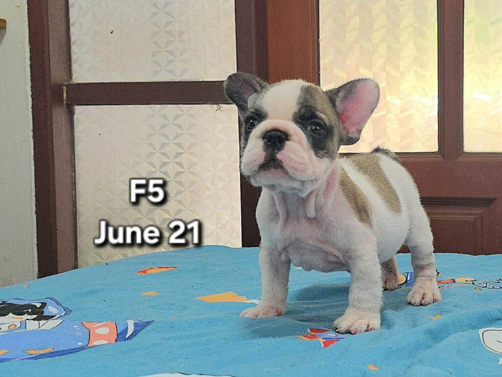 female French Bulldog puppy