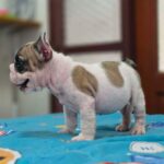female French Bulldog puppy