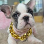 female French Bulldog puppy