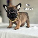 male French Bulldog puppy