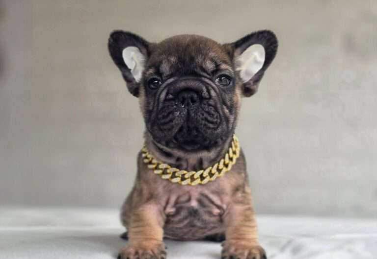 Male 1, Male French Bulldog puppy