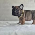 male French Bulldog puppy