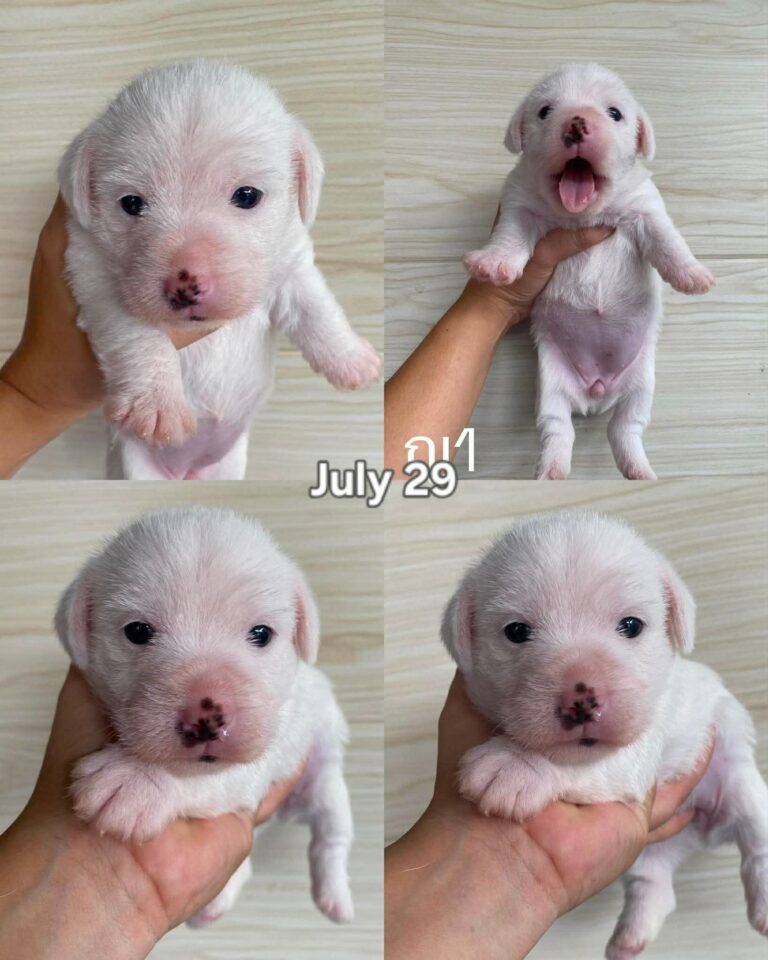 Female 9, Female Jack Russell Terrier puppy