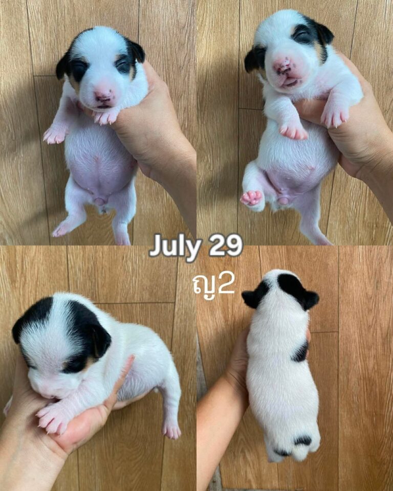 Female 8, Female Jack Russell Terrier puppy