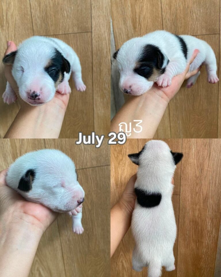 Female 7, Female Jack Russell Terrier puppy