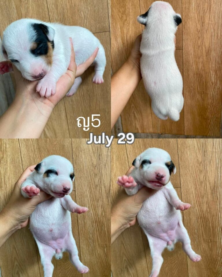 Female 6, Female Jack Russell Terrier puppy