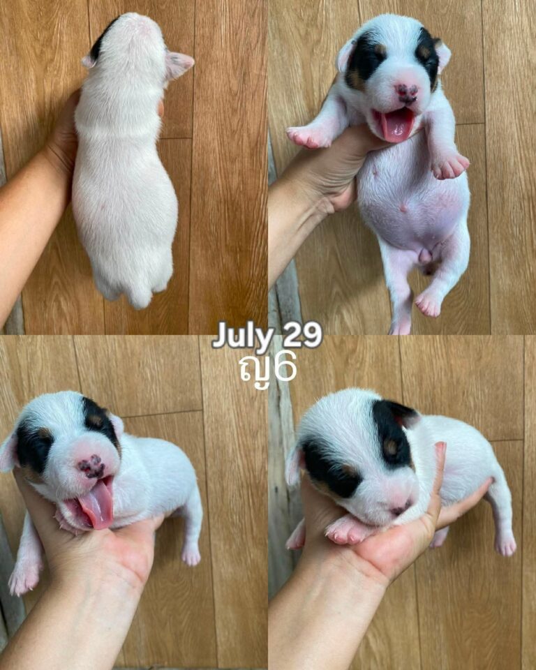 Female 5, Female Jack Russell Terrier puppy