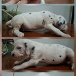 female Dalmatian puppy