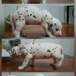 female Dalmatian puppy
