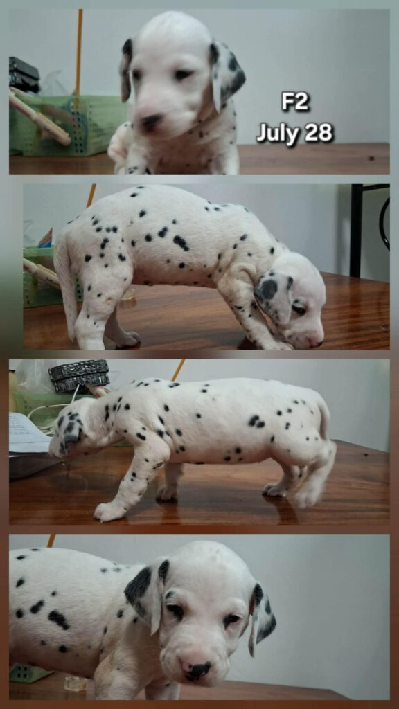 female Dalmatian puppy