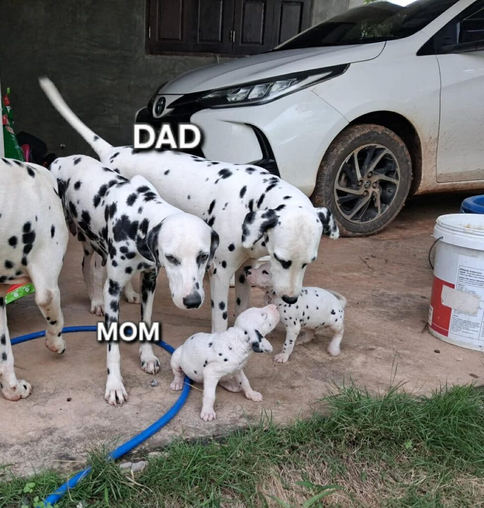 Dalmatian available puppies
