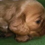 female English Cocker Spaniel puppy