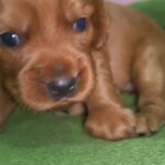 female English Cocker Spaniel puppy