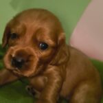 female English Cocker Spaniel puppy