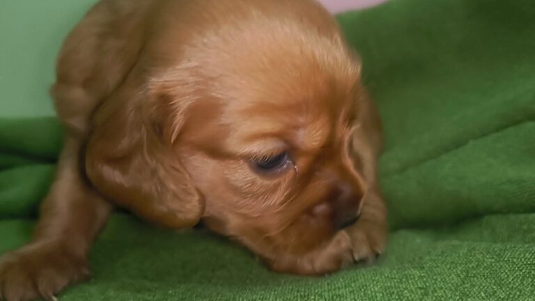 Female 1, Female English Cocker Spaniel puppy