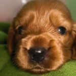 male English Cocker Spaniel puppy
