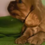 male English Cocker Spaniel puppy