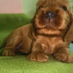 male English Cocker Spaniel puppy