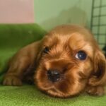 male English Cocker Spaniel puppy