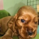 male English Cocker Spaniel puppy