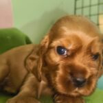 male English Cocker Spaniel puppy