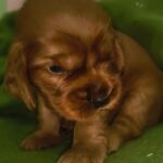 male English Cocker Spaniel puppy