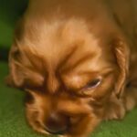 male English Cocker Spaniel puppy